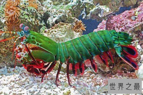 世界上最凶残的虾,比子弹威力还强
