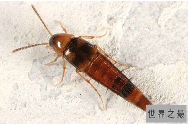 毒隐翅虫其体内含有强腐蚀性液体,有毒但不致命