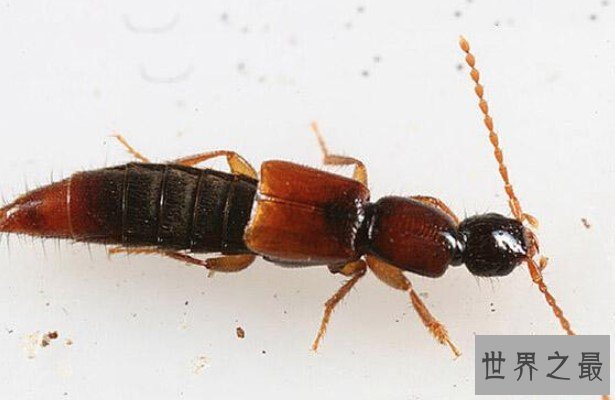 毒隐翅虫其体内含有强腐蚀性液体,有毒但不致命