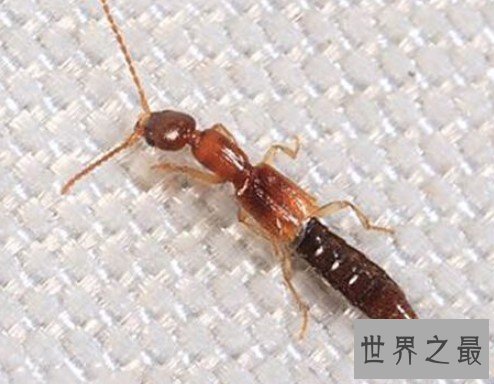 毒隐翅虫其体内含有强腐蚀性液体,有毒但不致命