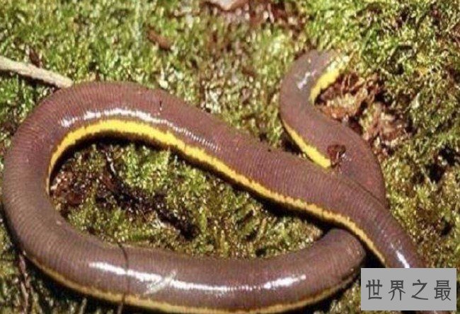 世界上最长的蚯蚓，比一些蛇都还要大