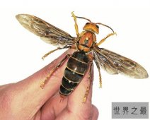 世界上最大的黄蜂，长到4厘米长,翼展约6厘米