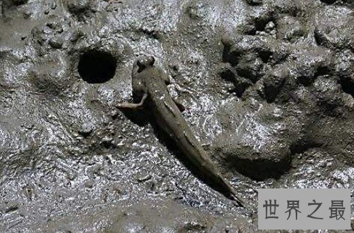 世界上最奇特的鱼,能够用胸鳍爬树