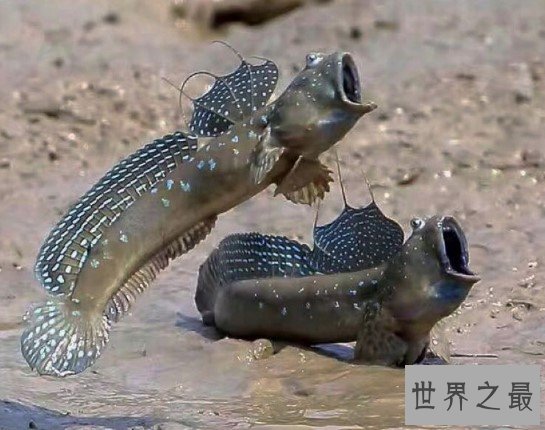 世界上最奇特的鱼,能够用胸鳍爬树