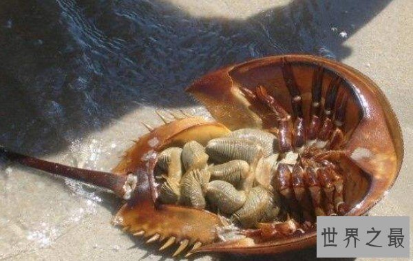 世界上最古老的生物之一,已经在地球上生活数亿年