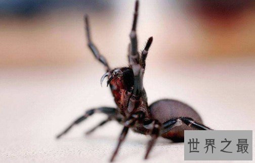 世界上最致命的蜘蛛,毒液杀死8人