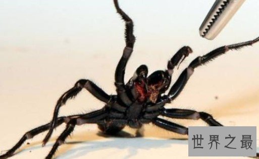 世界上最致命的蜘蛛,毒液杀死8人