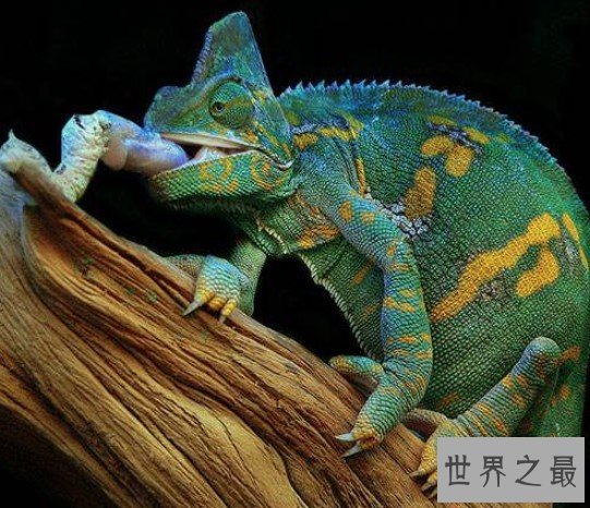 世界上最容易繁殖的变色龙,6个月即可成年