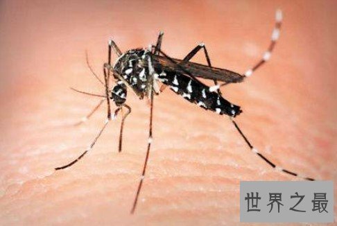 世界上最毒的蚊子,是多种疾病传播的媒介