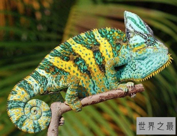 世界上最容易繁殖的变色龙,6个月即可成年