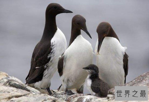 最像企鹅的动物,早在1844年就已经灭绝