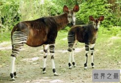 世界上睡眠最少的动物，霍加狓