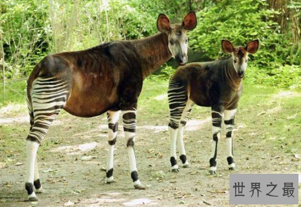 世界上睡眠最少的动物,霍加狓