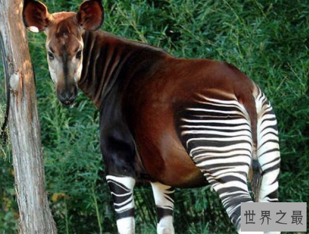 世界上睡眠最少的动物,霍加狓