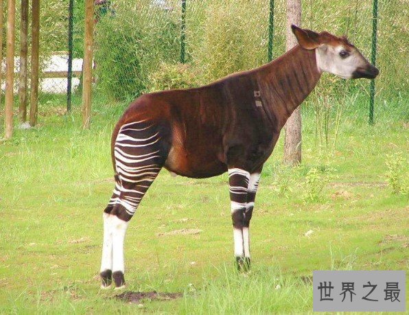 世界上睡眠最少的动物,霍加狓