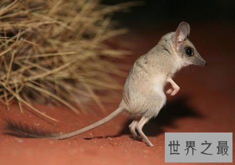 世界上跳得最高的老鼠,长耳跳鼠