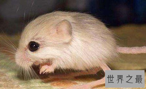 世界上跳得最高的老鼠,长耳跳鼠