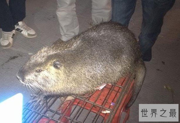 世界上最厉害的老鼠,吃猫鼠竟专门吃猫