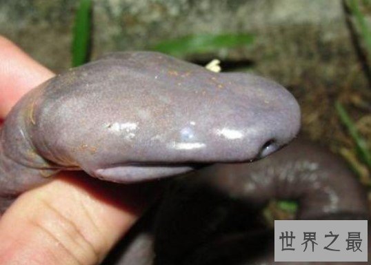 世界上长相最奇特的蛇,巴西盲蛇