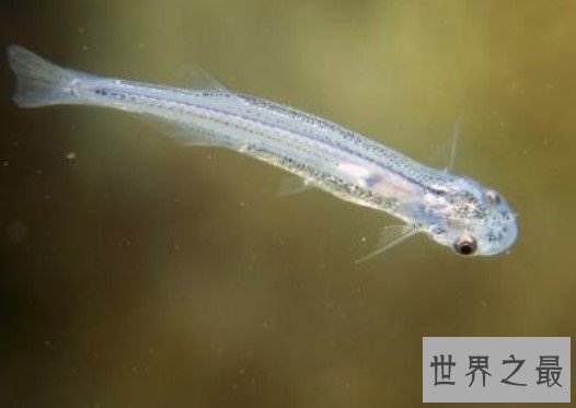 世界上最小的脊椎动物,能够从尿道钻入人体内吸血