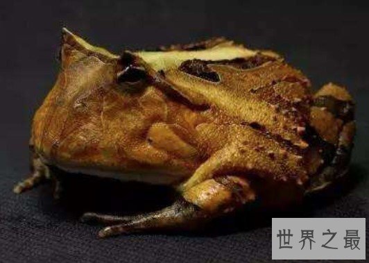 世界上最大的角蛙,霸王角蛙