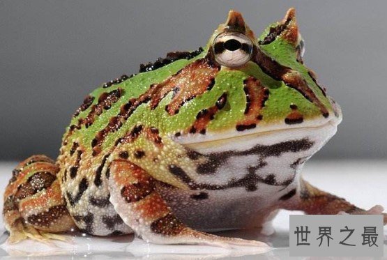 世界上最大的角蛙,霸王角蛙