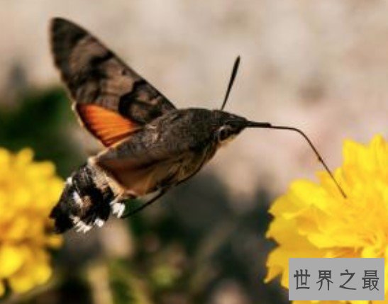 最奇葩的飞蛾,飞蛾中的四不像