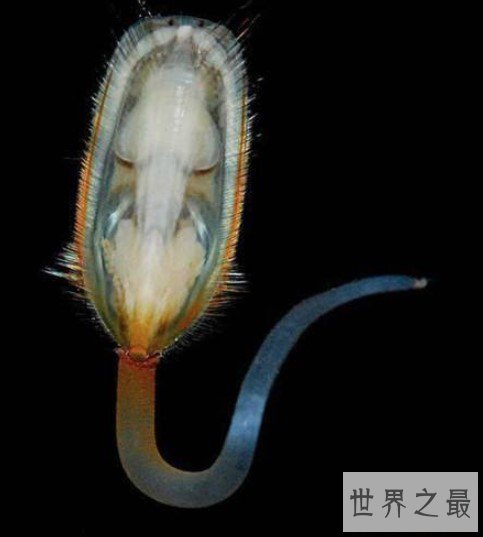 世界现存于世的最古老生物之一,舌形贝