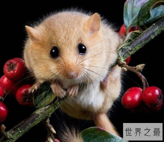 世界上最喜欢睡觉的老鼠,每年大约有9个月都在冬眠