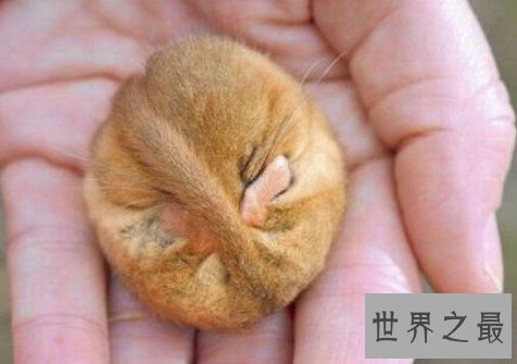 世界上最喜欢睡觉的老鼠,每年大约有9个月都在冬眠