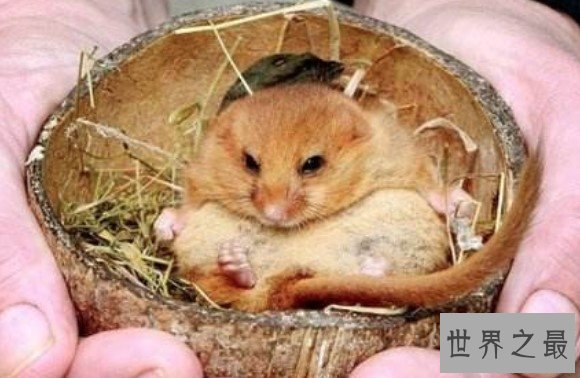 世界上最喜欢睡觉的老鼠,每年大约有9个月都在冬眠