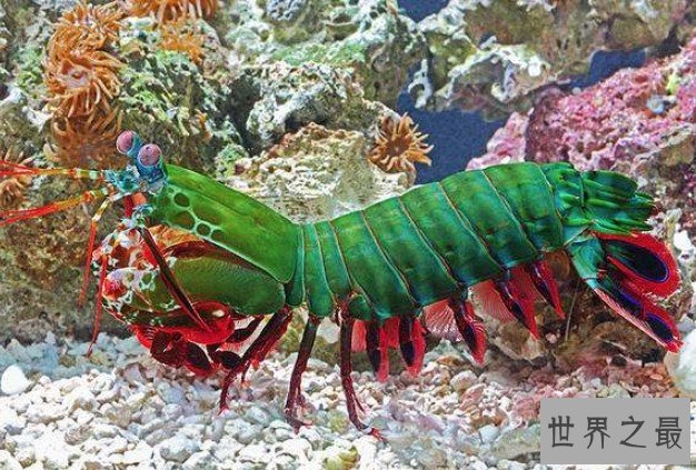 游泳能力最强的虾,凭借游泳足的扇动排出泥浆