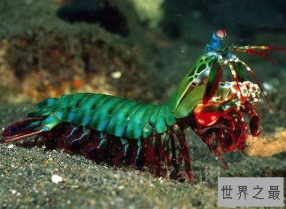 游泳能力最强的虾,凭借游泳足的扇动排出泥浆