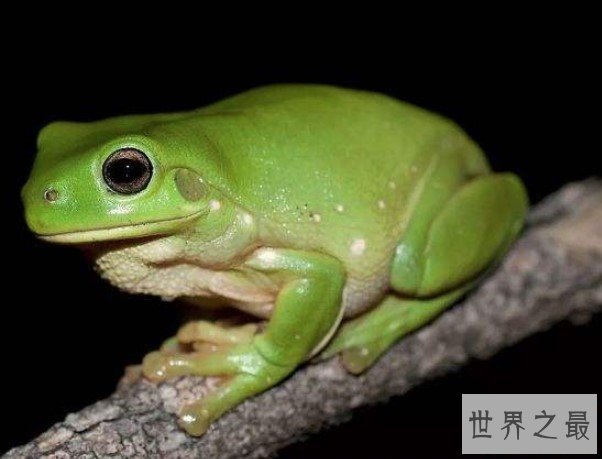 世界上最可爱的青蛙,肥胖又可爱的老叶树蛙