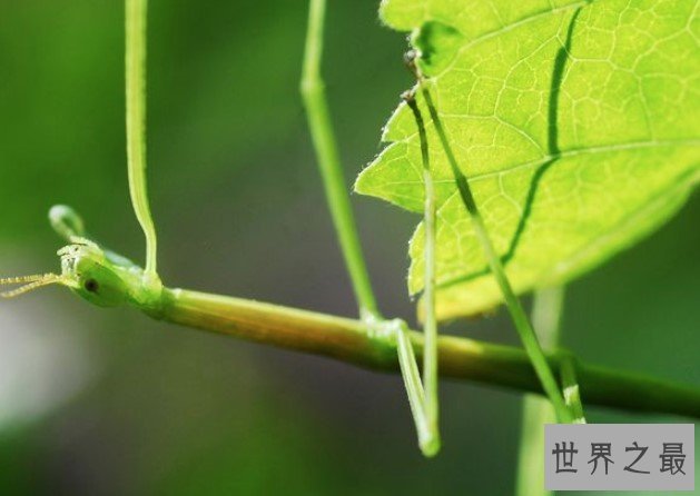 世界上最长的昆虫,其细长的身体长达27厘米