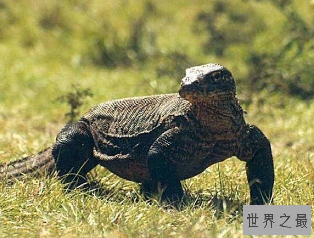 世界上最大的蜥蜴,岛上的居民称之为“科摩多的龙”