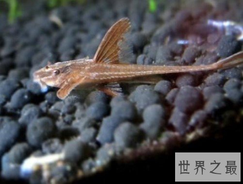 世界上最丑陋的鱼类之一,像龙虾以及老虎