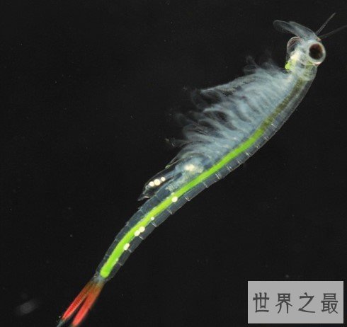 世界最美丽的水生动物,不能吃的仙女虾