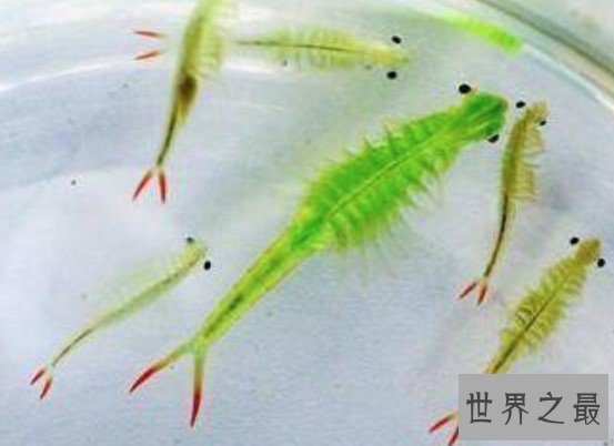 世界最美丽的水生动物,不能吃的仙女虾