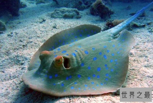 最危险的海洋生物,黄貂鱼和魔鬼鱼的区别