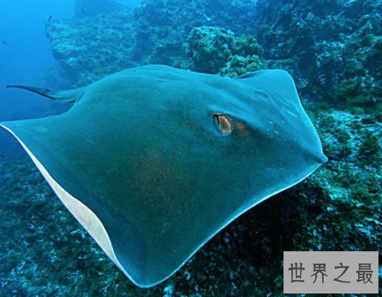 最危险的海洋生物,黄貂鱼和魔鬼鱼的区别