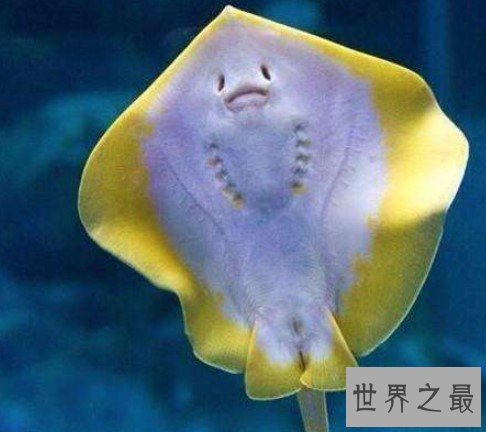 最危险的海洋生物,黄貂鱼和魔鬼鱼的区别