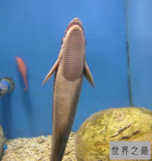 世界上最懒的鱼,号称“免费旅行家”