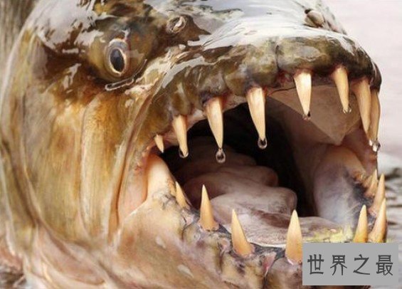 世界上真正的海洋霸主,32根锋利牙齿的凶猛怪鱼