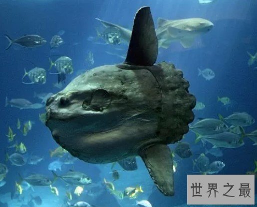 最没花样的管眼鱼,仅仅是头部呈现出透明