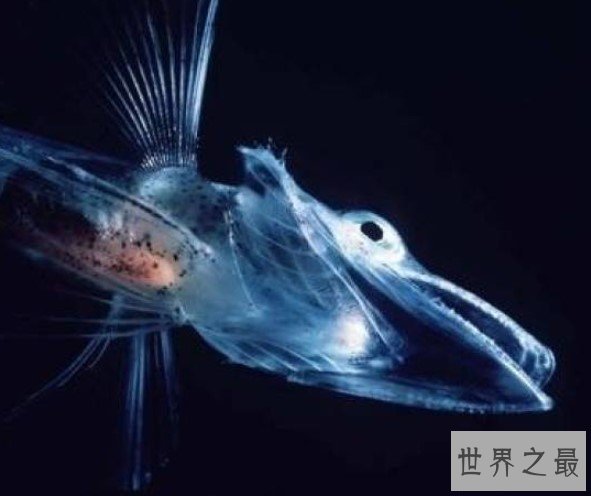 世界最抗冻的一种鱼,抗冻到我们不能想象