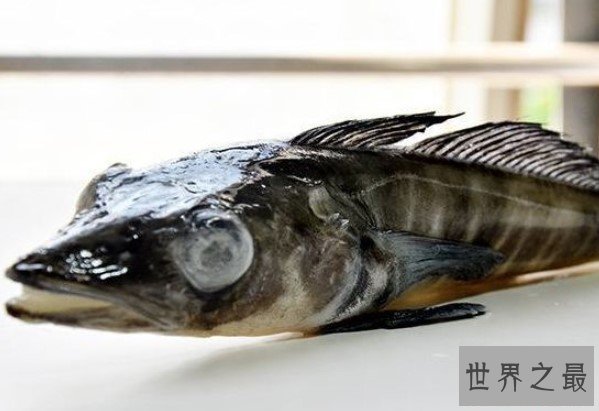 世界最抗冻的一种鱼,抗冻到我们不能想象