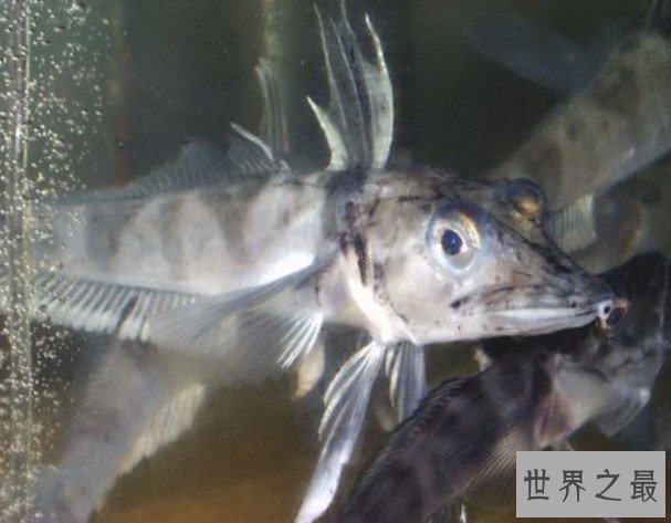 世界最抗冻的一种鱼,抗冻到我们不能想象