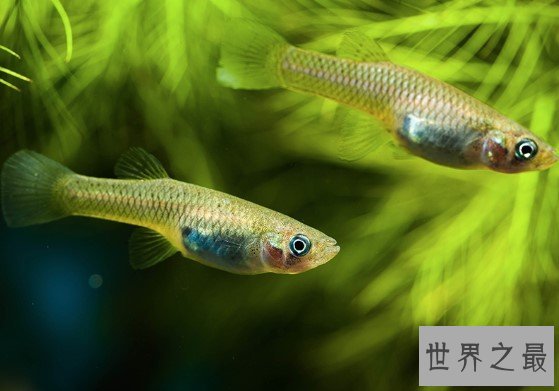 最佳捕蚊能手,在水温五度到四十度的环境中均能生活