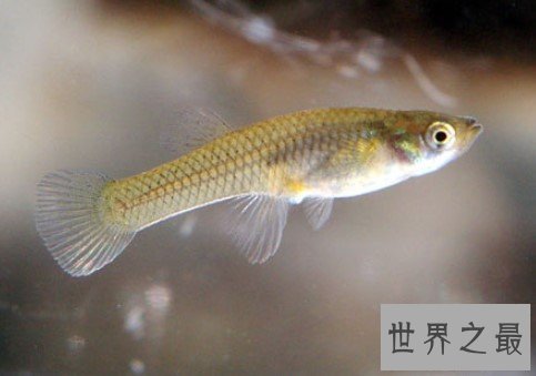 最佳捕蚊能手,在水温五度到四十度的环境中均能生活